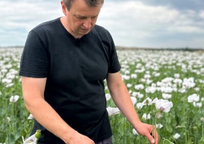 Re: Zwei Mohnbauern gegen einen Käfer